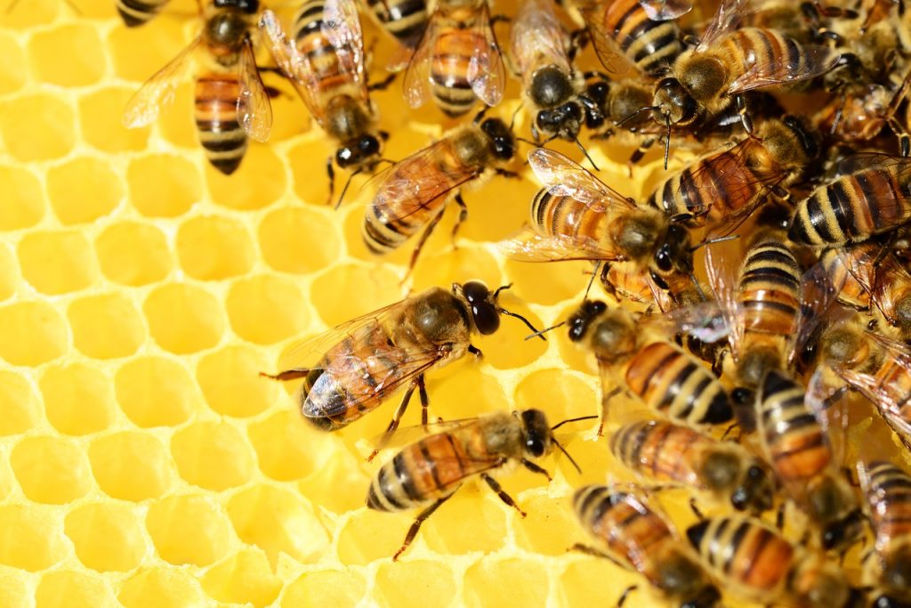 Méhek Világnapja