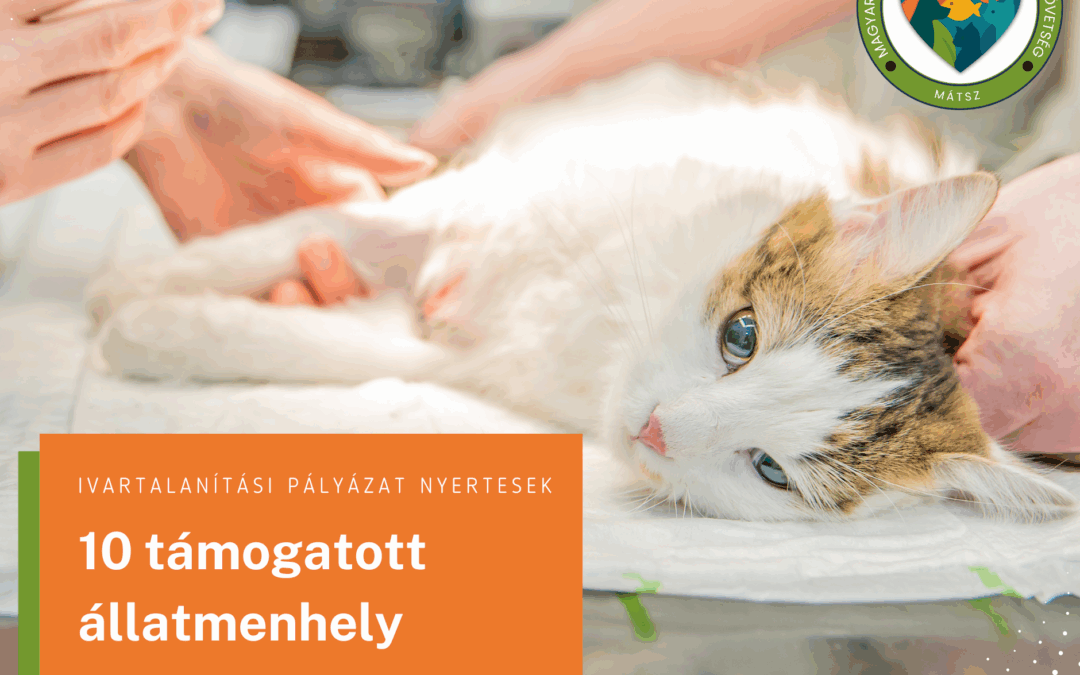 4 000 000 Ft támogatást nyújtottunk menhelyi állatok ivartalanítására!