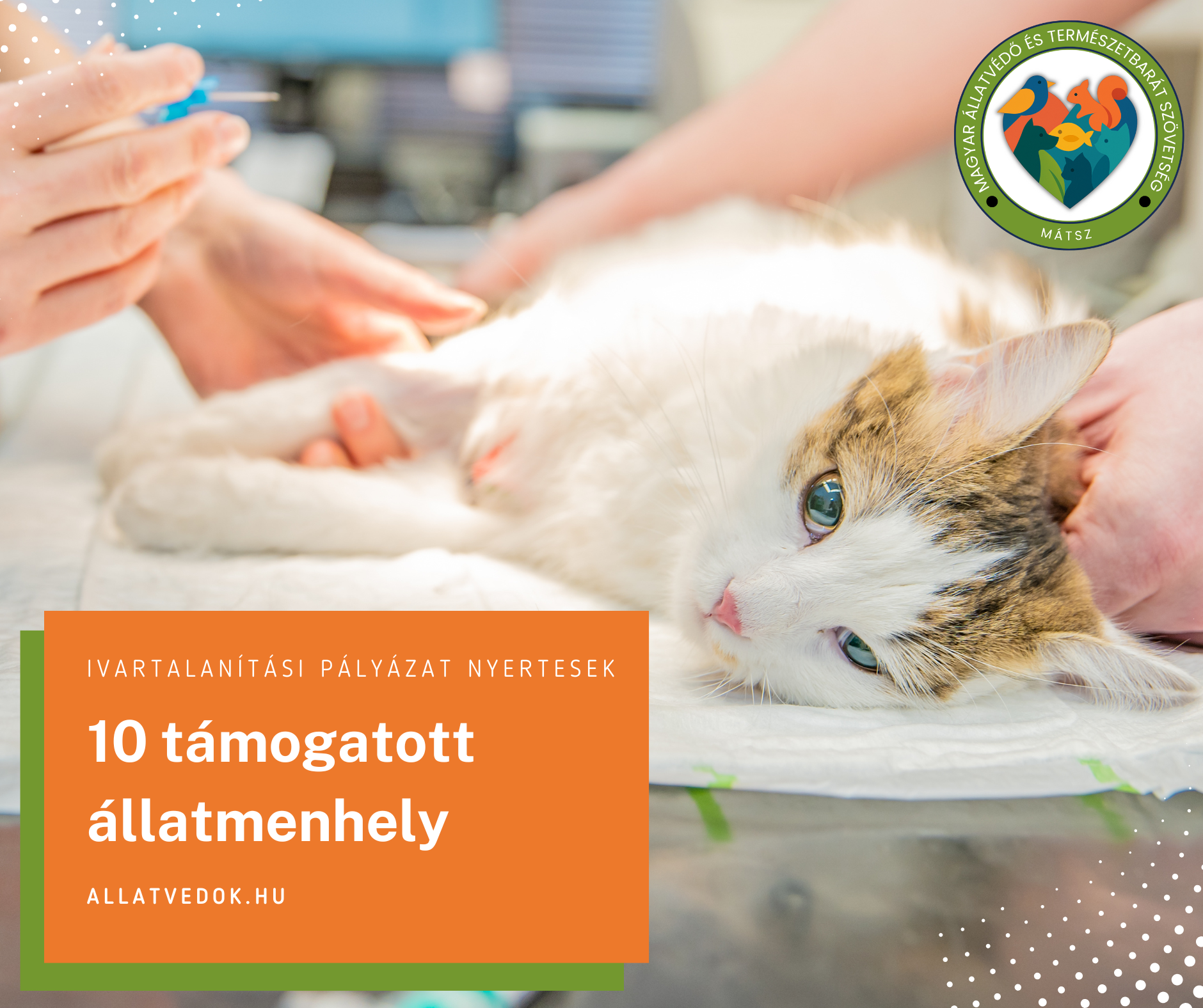 4 000 000 Ft támogatást nyújtottunk menhelyi állatok ivartalanítására!